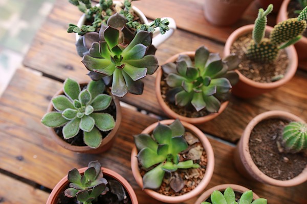 Des plantes dépolluantes pour votre intérieur !